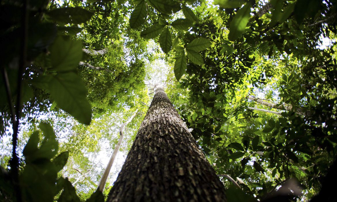 Florais da Amazônia